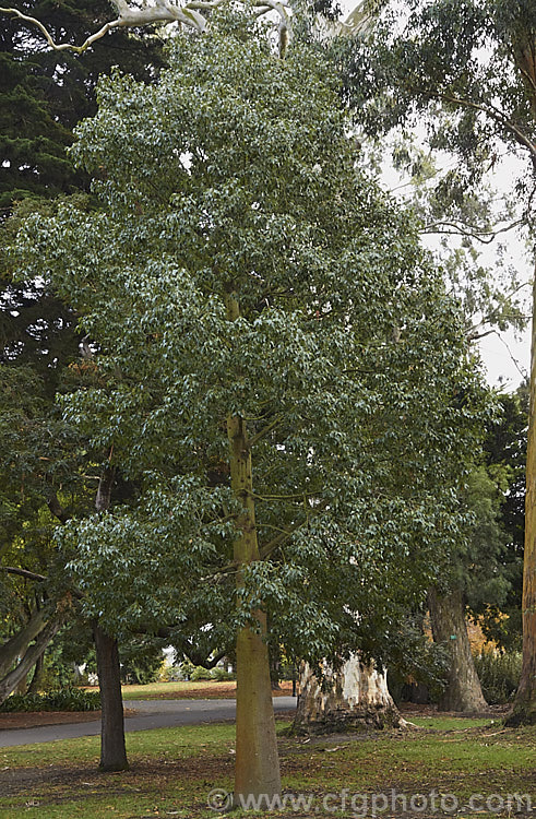 Desert Kurrajong (<i>Brachychiton gregorii [syn. Brachychiton gregorae]), a 10-12m tall tree, evergreen in moist areas but capable of being dry-season deciduous, that occurs naturally in southern, central and western Australia. Its flowers are pale yellow and its leaves, deltoid on young plants and 3-lobed on mature trees, are 8-20cm long. brachychiton-2607htm'>Brachychiton.