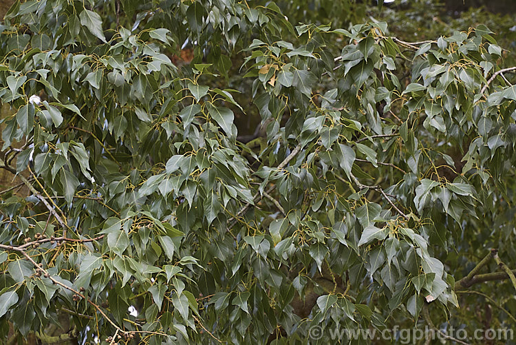 Foliage of the Desert Kurrajong (<i>Brachychiton gregorii [syn. Brachychiton gregorae]), a 10-12m tall tree, evergreen in moist areas but capable of being dry-season deciduous, that occurs naturally in southern, central and western Australia. Its flowers are pale yellow and its leaves, deltoid on young plants and 3-lobed on mature trees, are 8-20cm long. This specimen is passing from the juvenile to mature stage and shows both deltoid (poplar-like</i>) foliage and 3-lobed leaves. brachychiton-2607htm'>Brachychiton.