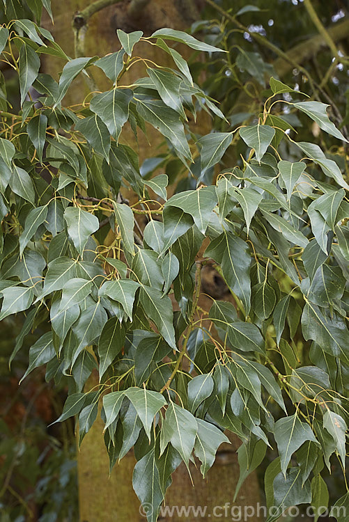 Foliage of the Desert Kurrajong (<i>Brachychiton gregorii [syn. Brachychiton gregorae]), a 10-12m tall tree, evergreen in moist areas but capable of being dry-season deciduous, that occurs naturally in southern, central and western Australia. Its flowers are pale yellow and its leaves, deltoid on young plants and 3-lobed on mature trees, are 8-20cm long. This specimen is passing from the juvenile to mature stage and shows both deltoid (poplar-like</i>) foliage and 3-lobed leaves. brachychiton-2607htm'>Brachychiton.