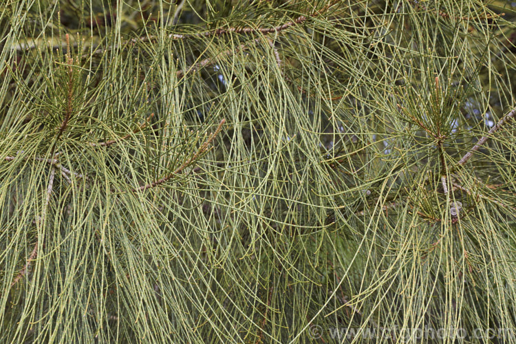 Foliage of the Swamp She-oak or Grey. She-oak (<i>Casuarina glauca</i>), a 20m tall tree native to New South Wale and Queensland, Australia. When young, the stems and minute scale-like leaves of this species are blue-green (glaucous</i>), but as the tree matures it tends towards more of a greyish olive shade. Its seed capsules or cones are somewhat flattened and up to 18mm diameter, often persisting on the tree for several years. The prostrate form, popular as a garden groundcover, often retains its blue-green foliage. casuarina-2774htm'>Casuarina. <a href='casuarinaceae-plant-family-photoshtml'>Casuarinaceae</a>.