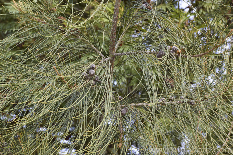 Foliage and fruit of the Swamp She-oak or Grey. She-oak (<i>Casuarina glauca</i>), a 20m tall tree native to New South Wale and Queensland, Australia. When young, the stems and minute scale-like leaves of this species are blue-green (glaucous</i>), but as the tree matures it tends towards more of a greyish olive shade. Its seed capsules or cones are somewhat flattened and up to 18mm diameter, often persisting on the tree for several years. The prostrate form, popular as a garden groundcover, often retains its blue-green foliage. casuarina-2774htm'>Casuarina. <a href='casuarinaceae-plant-family-photoshtml'>Casuarinaceae</a>.