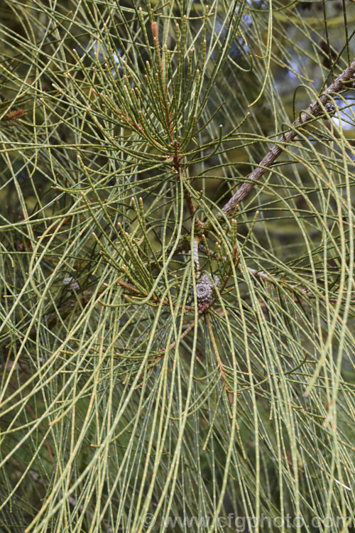 Foliage and fruit of the Swamp She-oak or Grey. She-oak (<i>Casuarina glauca</i>), a 20m tall tree native to New South Wale and Queensland, Australia. When young, the stems and minute scale-like leaves of this species are blue-green (glaucous</i>), but as the tree matures it tends towards more of a greyish olive shade. Its seed capsules or cones are somewhat flattened and up to 18mm diameter, often persisting on the tree for several years. The prostrate form, popular as a garden groundcover, often retains its blue-green foliage. casuarina-2774htm'>Casuarina. <a href='casuarinaceae-plant-family-photoshtml'>Casuarinaceae</a>.