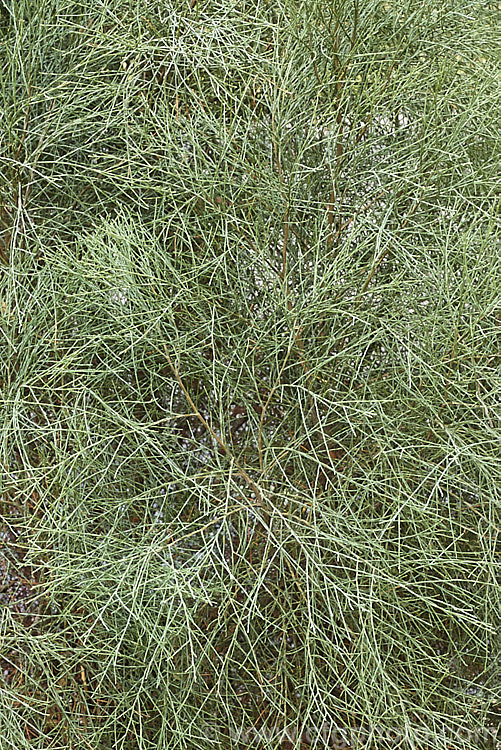 Foliage of a young Murray. River Cypress. Pine (<i>Callitris columellaris</i>), a narrow, upright, 25m tall, evergreen conifer native to eastern Australia. It is a Cupressus<i/> relative not a pine. This is the blue-green foliaged form usually seen in inlandAustralia and sometimes called. Callitris glaucophylla. callitris-2625htm'>Callitris. Order: Pinales, Family: Cupressaceae