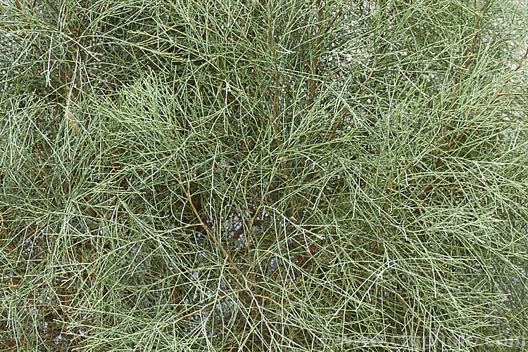 Foliage of a young Murray. River Cypress. Pine (<i>Callitris columellaris</i>), a narrow, upright, 25m tall, evergreen conifer native to eastern Australia. It is a Cupressus<i/> relative not a pine. This is the blue-green foliaged form usually seen in inlandAustralia and sometimes called. Callitris glaucophylla. callitris-2625htm'>Callitris. Order: Pinales, Family: Cupressaceae