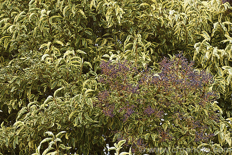 The foliage and fruits of Variegated Chinese Privet (<i>Ligustrum lucidum 'Tricolor'), a cultivar of an evergreen species found in China, Korea and Japan. It has cream, yellow and green variegated foliage that is pink-tinted when young. Sprays of small creamy white flowers develop into heads of berries that are reddish purple when mature. It is a large shrub or small tree that can grow to 10m tall ligustrum-3093htm'>Ligustrum. <a href='oleaceae-plant-family-photoshtml'>Oleaceae</a>.