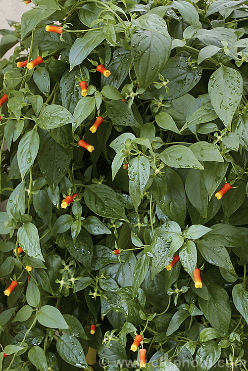 Brazilian. Firecracker or Firecracker Vine (<i>Manettia luteorubra [syns. Manettia bicolor, Manettia inflata]), a continuous-flowering, evergreen, twining vine that despite the common name is native to Paraguay and Uruguay. It is soft-stemmed and frost-tender but easily raised from seed or cuttings and is often treated as an annual in temperate gardens or grown as a house or greenhouse plant. manettia-3122htm'>Manettia. <a href='rubiaceae-plant-family-photoshtml'>Rubiaceae</a>.