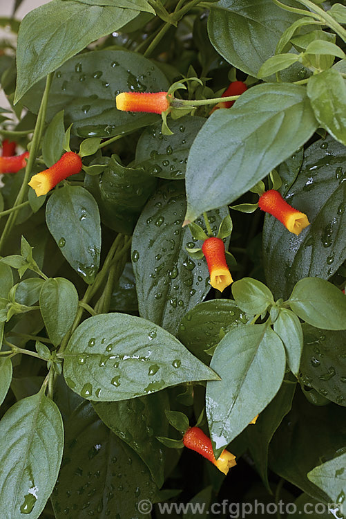 Brazilian. Firecracker or Firecracker Vine (<i>Manettia luteorubra [syns. Manettia bicolor, Manettia inflata]), a continuous-flowering, evergreen, twining vine that despite the common name is native to Paraguay and Uruguay. It is soft-stemmed and frost-tender but easily raised from seed or cuttings and is often treated as an annual in temperate gardens or grown as a house or greenhouse plant. manettia-3122htm'>Manettia. <a href='rubiaceae-plant-family-photoshtml'>Rubiaceae</a>.