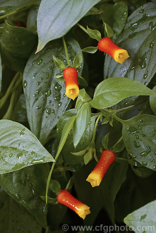 Brazilian. Firecracker or Firecracker Vine (<i>Manettia luteorubra [syns. Manettia bicolor, Manettia inflata]), a continuous-flowering, evergreen, twining vine that despite the common name is native to Paraguay and Uruguay. It is soft-stemmed and frost-tender but easily raised from seed or cuttings and is often treated as an annual in temperate gardens or grown as a house or greenhouse plant. manettia-3122htm'>Manettia. <a href='rubiaceae-plant-family-photoshtml'>Rubiaceae</a>.