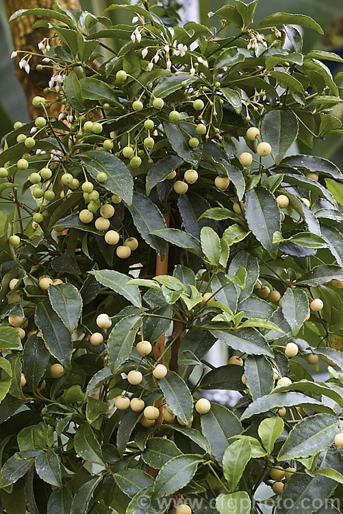 White-berried Coralberry or Spiceberry (<i>Ardisia crenata 'Alba'), an evergreen shrub found from southern Japan to northern India It grows to around 2m tall and 'Alba' has green fruits that mature to creamy white, unlike the bright red fruits of the species. It is popular as a garden plant in mild areas and elsewhere as a house plant. Order: Ericales, Family: Primulaceae