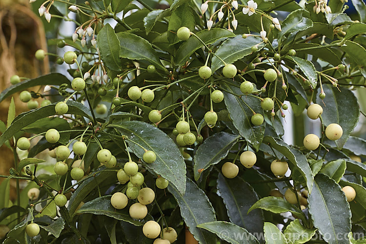 White-berried Coralberry or Spiceberry (<i>Ardisia crenata 'Alba'), an evergreen shrub found from southern Japan to northern India It grows to around 2m tall and 'Alba' has green fruits that mature to creamy white, unlike the bright red fruits of the species. It is popular as a garden plant in mild areas and elsewhere as a house plant. Order: Ericales, Family: Primulaceae