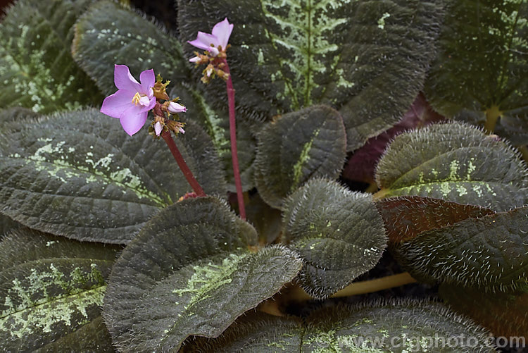 Bertolonia maculata, a low-growing, spreading, evergreen perennial native to tropical South America. While its small pink to magenta flowers are pretty, this plant is mainly cultivated for its beautifully marked and coloured foliage. Outside the tropics it is a plant for a warm greenhouse or a terrarium. bertolonia-2599htm'>Bertolonia.