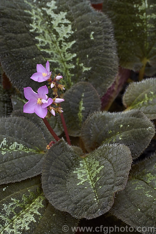 Bertolonia maculata, a low-growing, spreading, evergreen perennial native to tropical South America. While its small pink to magenta flowers are pretty, this plant is mainly cultivated for its beautifully marked and coloured foliage. Outside the tropics it is a plant for a warm greenhouse or a terrarium. bertolonia-2599htm'>Bertolonia.