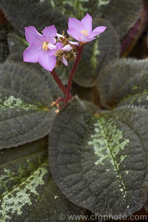 Bertolonia maculata, a low-growing, spreading, evergreen perennial native to tropical South America. While its small pink to magenta flowers are pretty, this plant is mainly cultivated for its beautifully marked and coloured foliage. Outside the tropics it is a plant for a warm greenhouse or a terrarium. bertolonia-2599htm'>Bertolonia.