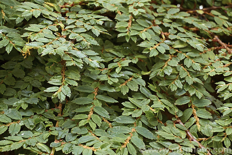 Fern. Begonia (<i>Begonia foliosa</i>), a shrubby evergreen perennial native to Colombia and Venezuela. It is usually cultivated in a hanging basket to show off it semi-pendulous fern-like fronds of leaves. Small white flowers appear and summer through autumn. Order: Cucurbitales, Family: Begoniaceae