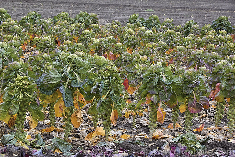 Brussels Sprouts (<i>Brassica oleracea - Gemmifera. Group</i>), a cabbage family vegetable grown for the edible buds that form in the leaf axils of its tall main stem. This form originated in Belgium around 1750, hence the common name