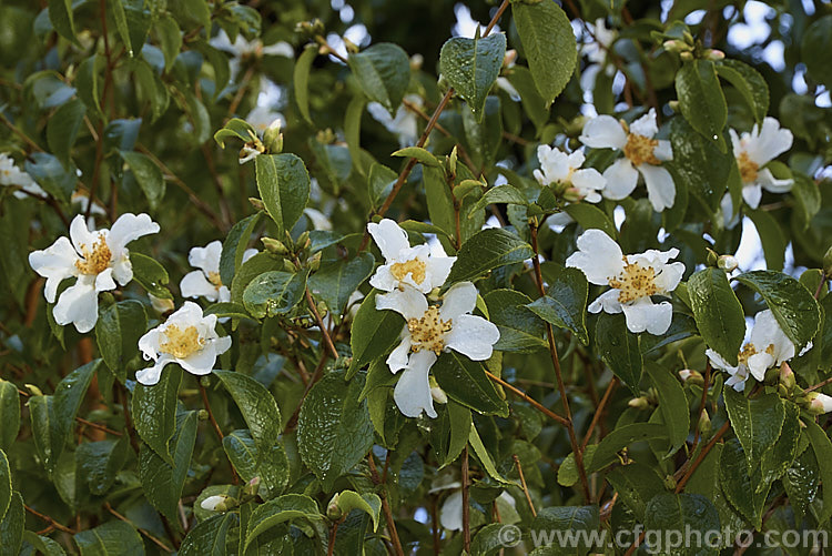 <i>Camellia grijsii</i>, a relatively rare small-flowered, winter-blooming species, found naturally in southern China. It seeds are one of the sources of camellia oil, which is used in medicine and cosmetics. Order: Ericales, Family: Theaceae