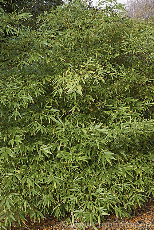 A young clump of Moso (<i>Phyllostachys edulis</i>) showing the foliage that is often too high up to see. This large bamboo has a strongly running root system and forms forests of canes that can be up to 21m (75ft</i>) tall It is native to China but was introduced to Japan long ago and has become naturalised there. The young shoots are edible, hence the epithet edulis, and the mature canes are used for many purposes, including construction. There are several natural varieties and garden cultivars. phyllostachys-3214htm'>Phyllostachys. .