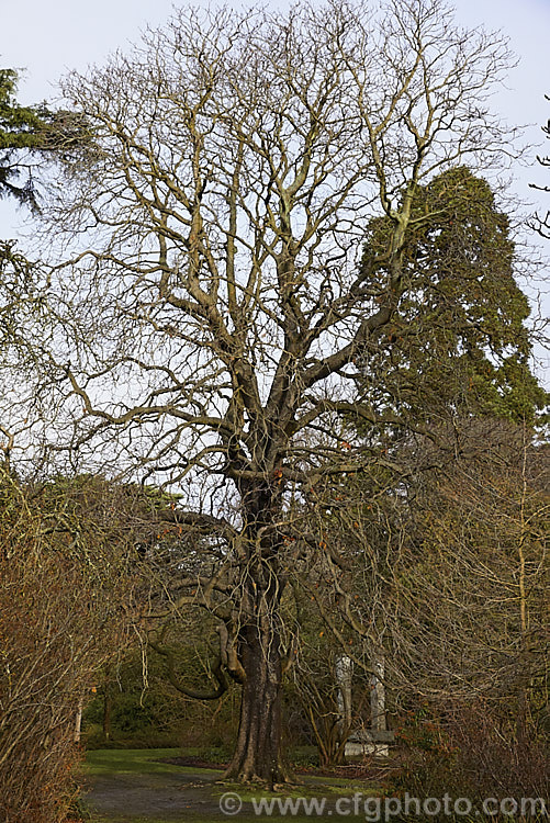 Horse Chestnut (<i>Aesculus hippocastanum</i>) in winter, showing the branch structure. This 15-25m tall tree is from Greece, Albania and Bulgaria. The spring-borne flowers develop into spiky fruiting bodies, each containing two hard nuts. Order Sapindales, Family: Sapindaceae