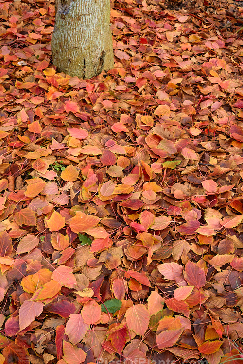 The fallen leaves of Red-stemmed Maple (<i>Acer caudatifolium</i>), a native of China and Taiwan with tough leathery leaves and red-tinted young branches. It is deciduous but often retains its foliage into early winter. This photo was taken after the winter solstice and the leaves had only just fallen. Order Sapindales, Family: Sapindaceae