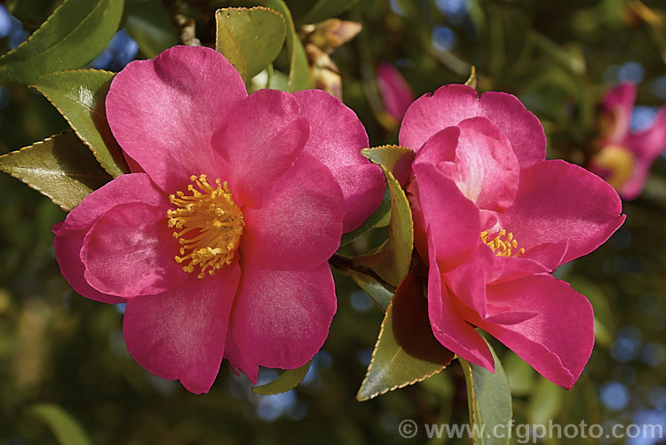<i>Camellia</i> 'Kanjiro', a vigorous <i>Camellia sasanqua</i> cultivar that with considerable age will develop into a small tree. Its deep pink flowers have pale centres to the petals, an effect created by very fine flecking. For many years 'Kanjiro' was known as 'Hiryu' in Australia and New Zealand, but that is actually a completely different plant. Order: Ericales, Family: Theaceae