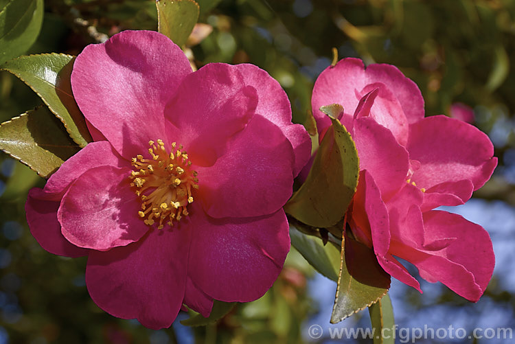 <i>Camellia</i> 'Kanjiro', a vigorous <i>Camellia sasanqua</i> cultivar that with considerable age will develop into a small tree. Its deep pink flowers have pale centres to the petals, an effect created by very fine flecking. For many years 'Kanjiro' was known as 'Hiryu' in Australia and New Zealand, but that is actually a completely different plant. Order: Ericales, Family: Theaceae