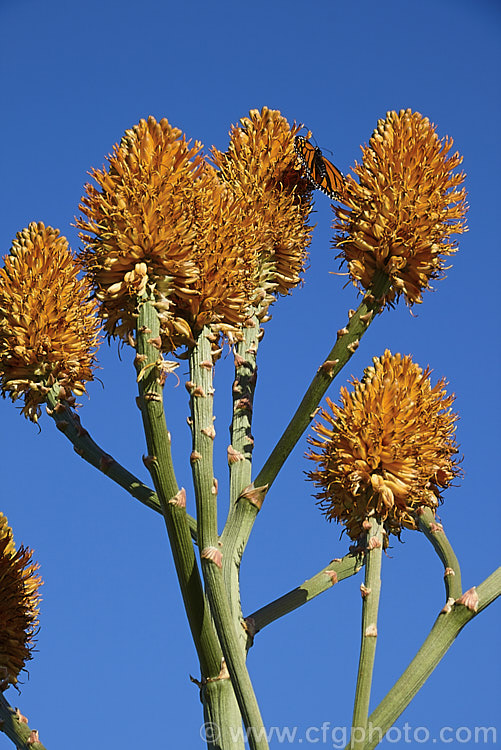 Monarch butterfly on the inflorescence of the Quiver. Tree or Kokerboom (<i>Aloidendron dichotomum [syn. Aloe dichotoma]), a tree-like Aloe that eventually develops a thick trunk with a very broad base. Found in Namibia and the northern Cape region of South Africa, this species is under threat in the wild but is widely cultivated. When young, its branching yellow inflorescences are a feature, but as the plant ages and develops its adult form. Its shape becomes more important. aloidendron-3660htm'>Aloidendron.