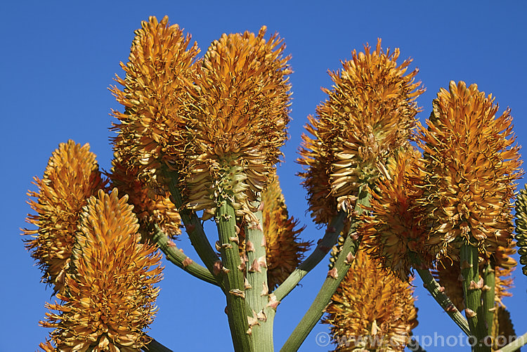 Inflorescence of the Quiver. Tree or Kokerboom (<i>Aloidendron dichotomum [syn. Aloe dichotoma]), a tree-like Aloe that eventually develops a thick trunk with a very broad base. Found in Namibia and the northern Cape region of South Africa, this species is under threat in the wild but is widely cultivated. When young, its branching yellow inflorescences are a feature, but as the plant ages and develops its adult form. Its shape becomes more important. aloidendron-3660htm'>Aloidendron.