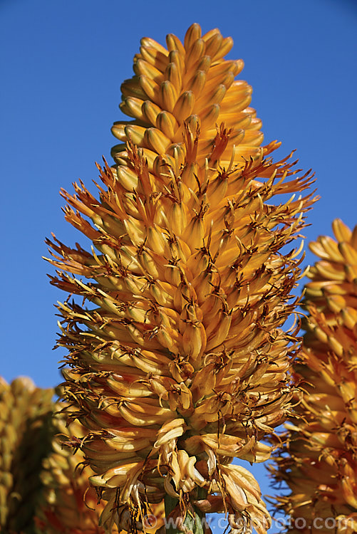 Inflorescence of the Quiver. Tree or Kokerboom (<i>Aloidendron dichotomum [syn. Aloe dichotoma]), a tree-like Aloe that eventually develops a thick trunk with a very broad base. Found in Namibia and the northern Cape region of South Africa, this species is under threat in the wild but is widely cultivated. When young, its branching yellow inflorescences are a feature, but as the plant ages and develops its adult form. Its shape becomes more important. aloidendron-3660htm'>Aloidendron.