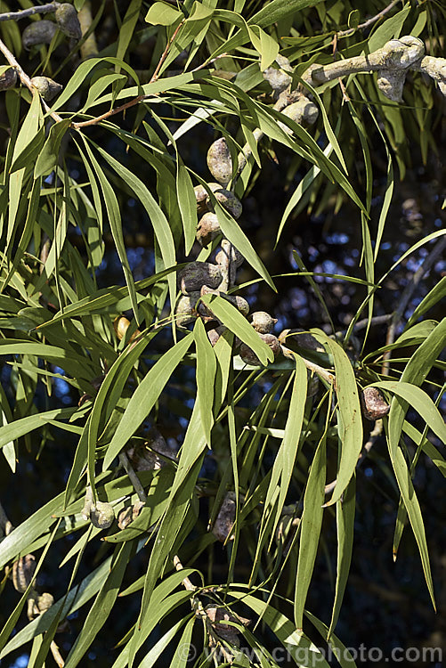 The mature foliage and unusually shaped seed capsules of the TreeHakea (<i>Hakea eriantha</i>), a shrub or small tree growing to around 6m tall A native of eastern Australia, It is mainly cultivated for its slightly weeping growth habit and attractive willowy foliage. Order: Proteales, Family: Proteaceae