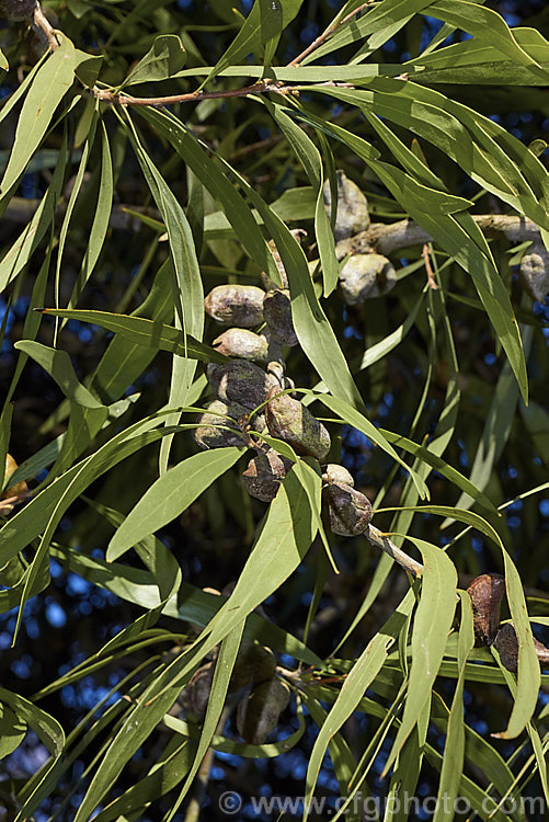 The mature foliage and unusually shaped seed capsules of the TreeHakea (<i>Hakea eriantha</i>), a shrub or small tree growing to around 6m tall A native of eastern Australia, It is mainly cultivated for its slightly weeping growth habit and attractive willowy foliage. Order: Proteales, Family: Proteaceae