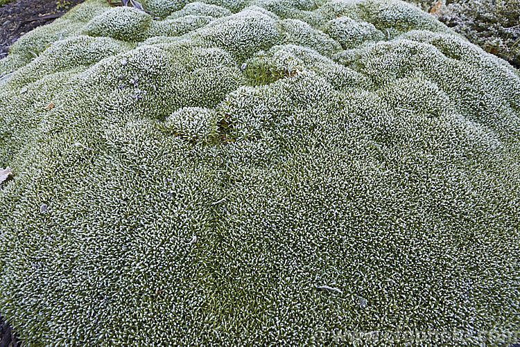 Winter frost on the foliage of Scleranthus biflorus, a spreading evergreen perennial that forms a dense cushion of minute leaves. In late spring it produces tiny paired cream flowers. This species occurs in New Zealand, Tasmania and southern South America<br />
<br />
<span style='color:red'>Note:</span> this image intentionally has very shallow depth of field. The focus is centred towards the foreground of the foliage mound . scleranthus-3296htm'>Scleranthus. Order: Caryophyllales, Family: Caryophyllaceae