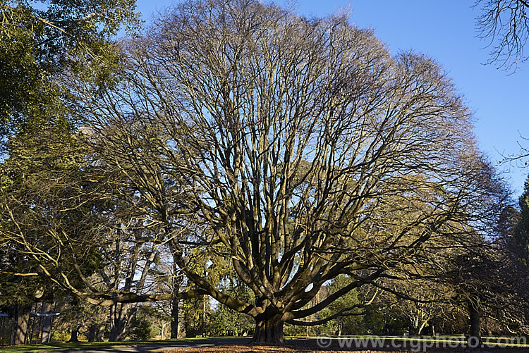 A mature. English Elm (<i>Ulmus procera</i>) in winter. This broad-crowned deciduous tree native to England can grow to 35m tallOrder: Rosales, Family: Ulmaceae