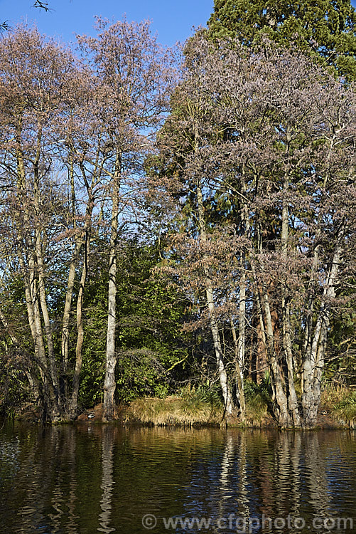 Common Alder (<i>Alnus glutinosa</i>) in winter. This very hardy, moisture-loving deciduous tree is native to Eurasia and North Africa. It typically has a narrow, erect habit and grows to around 20m tall alnus-2121htm'>Alnus. <a href='betulaceae-plant-family-photoshtml'>Betulaceae</a>.