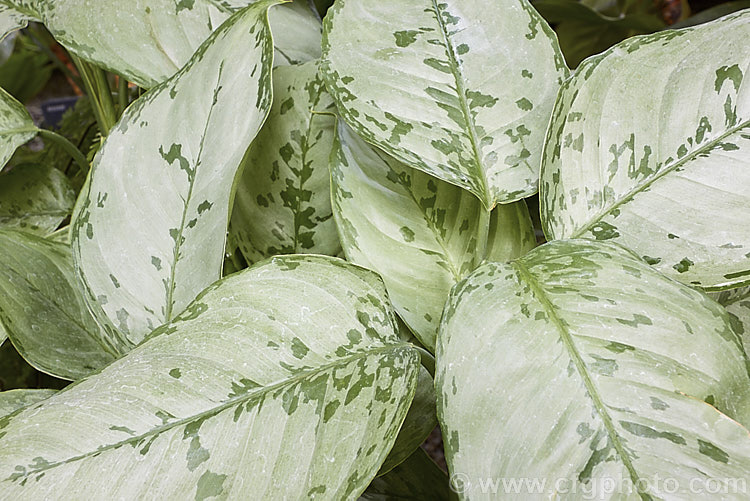 Aglaonema 'Mataram', one of the many variegated aglaonema hybrids, which are usually seen cultivated as house plants. It is a very adaptable indoor plant and thrives in poor light. Order: Alismatales, Family: Araceae