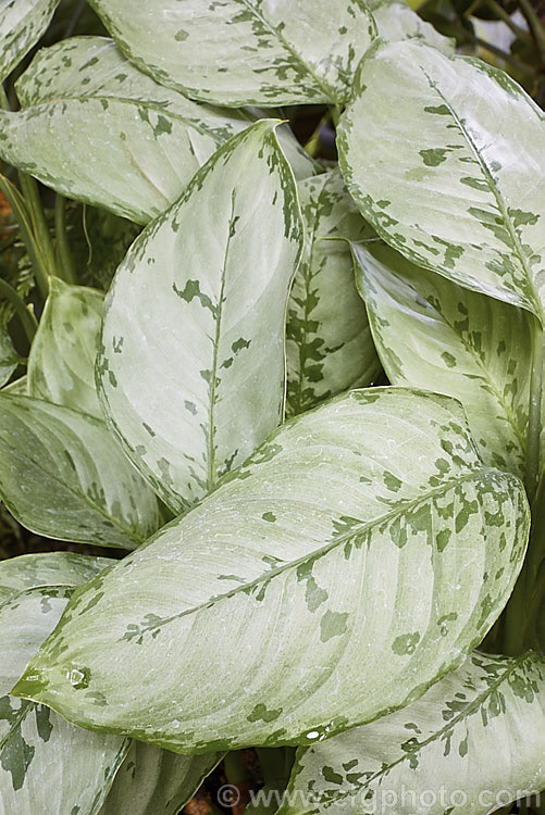 Aglaonema 'Mataram', one of the many variegated aglaonema hybrids, which are usually seen cultivated as house plants. It is a very adaptable indoor plant and thrives in poor light. Order: Alismatales, Family: Araceae