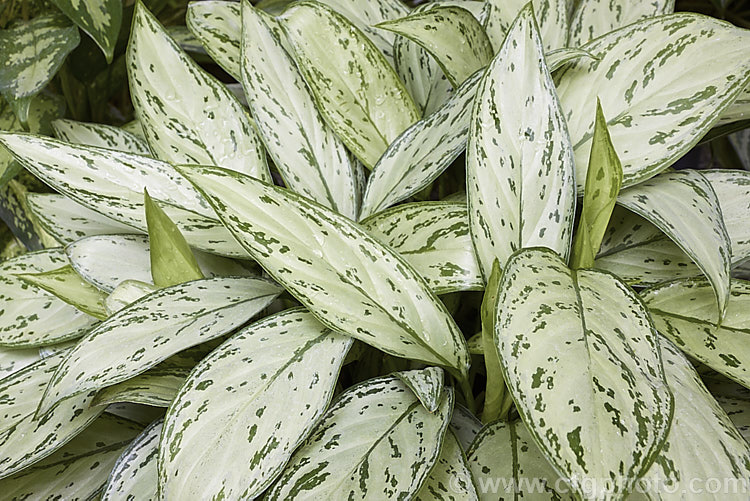 <i>Aglaonema commutatum</i> 'Parrot Jungle', a variegated cultivar of a species from the Philippines and eastern Indonesia. It has especially large leaves, though its variegations are not a strong as those of some other cultivars. It is usually seen cultivated as a house plant, for which purpose it is very adaptable and thrives in poor light. Order: Alismatales, Family: Araceae