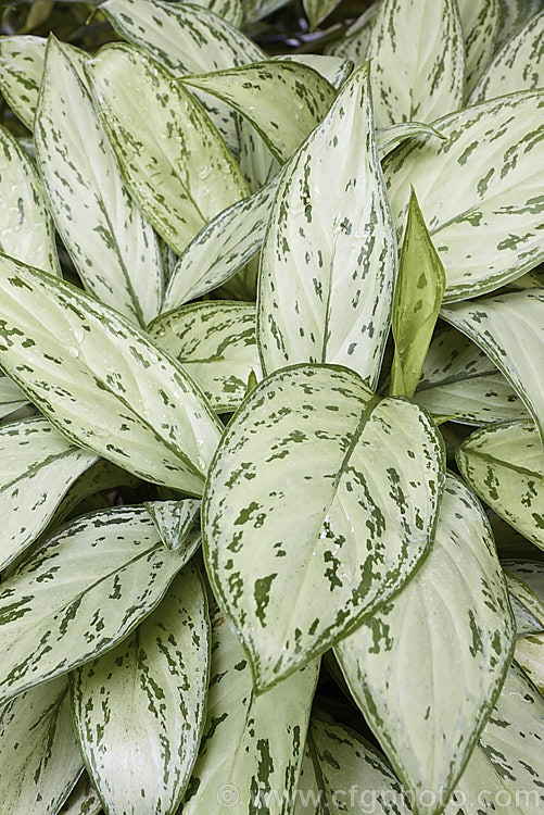 <i>Aglaonema commutatum</i> 'Parrot Jungle', a variegated cultivar of a species from the Philippines and eastern Indonesia. It has especially large leaves, though its variegations are not a strong as those of some other cultivars. It is usually seen cultivated as a house plant, for which purpose it is very adaptable and thrives in poor light. Order: Alismatales, Family: Araceae