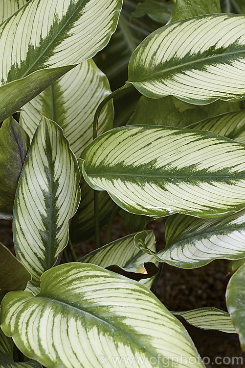 Calathea 'Goldstar', an evergreen perennial with attractively marked foliage. A hybrid in a genus of South and Central American species that are often cultivated as foliage house plants in the temperate zones. It was raised by Valstar of the Netherlands.