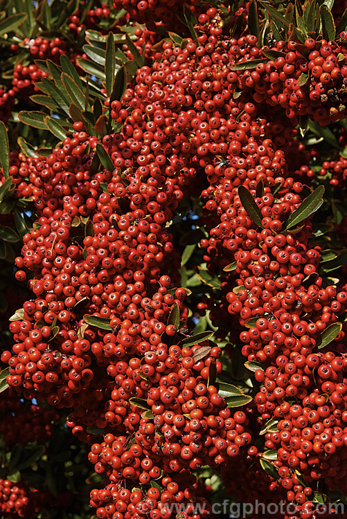 Pyracantha 'Brilliant', a vivid red-fruited firethorn cultivar, probably a Pyracantha coccinea x Pyracantha rogersiana hybrid It develops into a shrub up to 35m tall and wide and the abundant fruit often lasts well into winter. This photo was taken around a month after the winter solstice