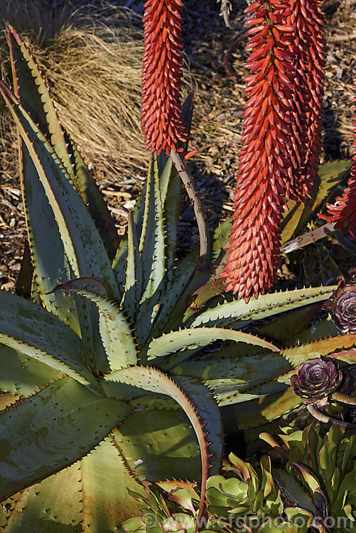 Cape. Aloe or Fierce. Aloe (<i>Aloe ferox</i>), a winter-flowering woody-stemmed perennial native to the Cape. Province of South Africa. The main trunk can be up to 3m tall In addition to having spine-tipped edges, the succulent foliage is studded with spines, though the extent of this is variable. The flowers range from a dull yellow to deep orange-red. Order: Asparagales, Family: Asphodelaceae