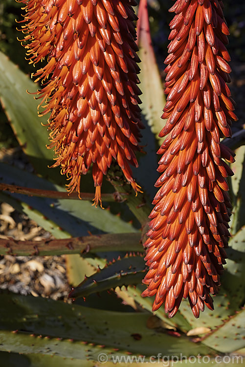 Cape. Aloe or Fierce. Aloe (<i>Aloe ferox</i>), a winter-flowering woody-stemmed perennial native to the Cape. Province of South Africa. The main trunk can be up to 3m tall In addition to having spine-tipped edges, the succulent foliage is studded with spines, though the extent of this is variable. The flowers range from a dull yellow to deep orange-red. Order: Asparagales, Family: Asphodelaceae