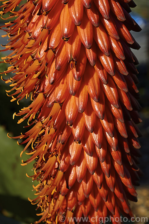 Flowerhead of the Cape. Aloe or Fierce. Aloe (<i>Aloe ferox</i>), a winter-flowering woody-stemmed perennial native to the Cape. Province of South Africa. The main trunk can be up to 3m tall In addition to having spine-tipped edges, the succulent foliage is studded with spines, though the extent of this is variable. The flowers range from a dull yellow to deep orange-red. Order: Asparagales, Family: Asphodelaceae