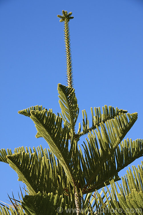 The distinctive growing tip of the Norfolk Pine (<i>Araucaria heterophylla</i>). Endemic to Norfolk Island, this tree has the unusual habit of being very upright despite constant exposure to wind, which makes it a very popular coastal tree in areas that are mild enough to support it. The branches occur in whorls and develop from the tip growth seen here. Order: Pinales, Family: Araucariaceae