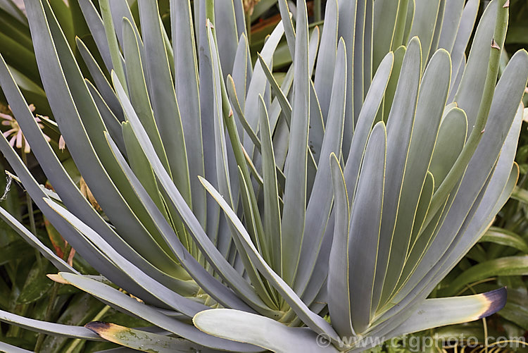 The foliage sprays of Fan Aloe (<i>Aloe plicatilis</i>), a winter-flowering, woody-based, succulent perennial native to the Cape. Province of South Africa. The arrangement of the 30-40cm long leaves is very distinctive. The leaf colour ranges from light green to the strongly silver-grey tone shown here. Order: Asparagales, Family: Asphodelaceae