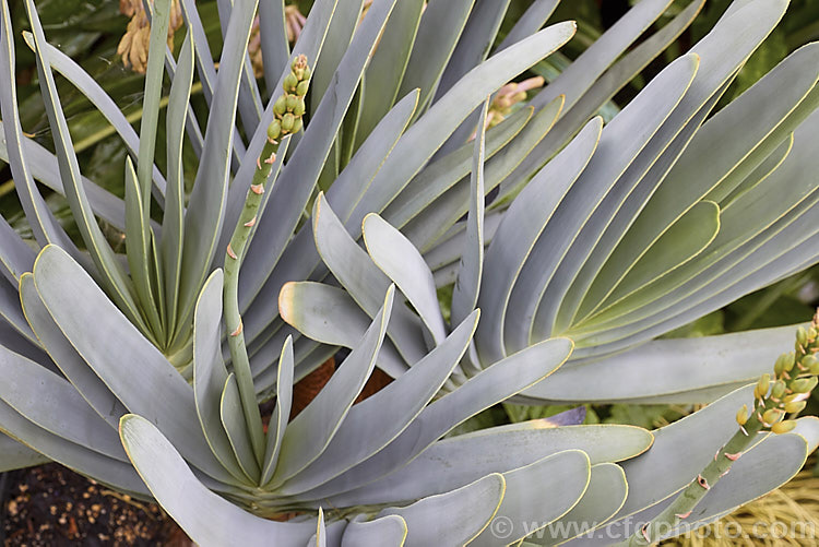 The foliage sprays of Fan Aloe (<i>Aloe plicatilis</i>), a winter-flowering, woody-based, succulent perennial native to the Cape. Province of South Africa. The arrangement of the 30-40cm long leaves is very distinctive. The leaf colour ranges from light green to the strongly silver-grey tone shown here. Order: Asparagales, Family: Asphodelaceae