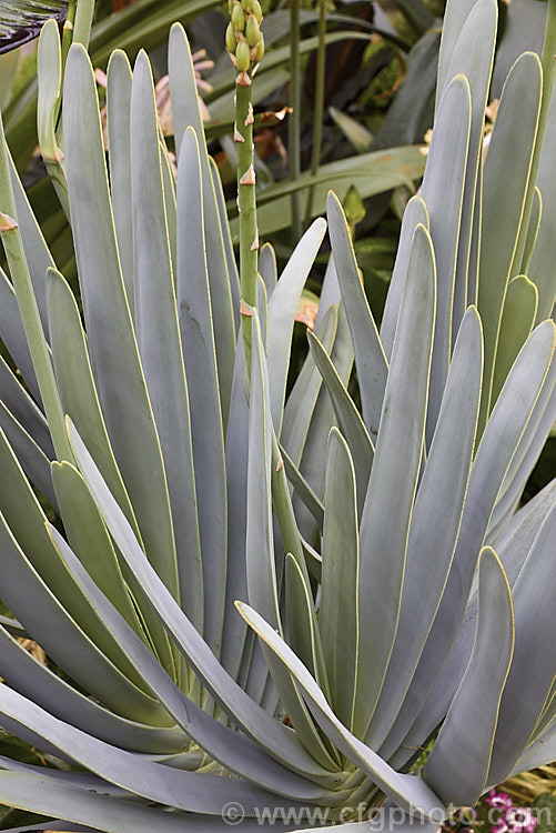 The foliage sprays of Fan Aloe (<i>Aloe plicatilis</i>), a winter-flowering, woody-based, succulent perennial native to the Cape. Province of South Africa. The arrangement of the 30-40cm long leaves is very distinctive. The leaf colour ranges from light green to the strongly silver-grey tone shown here. Order: Asparagales, Family: Asphodelaceae