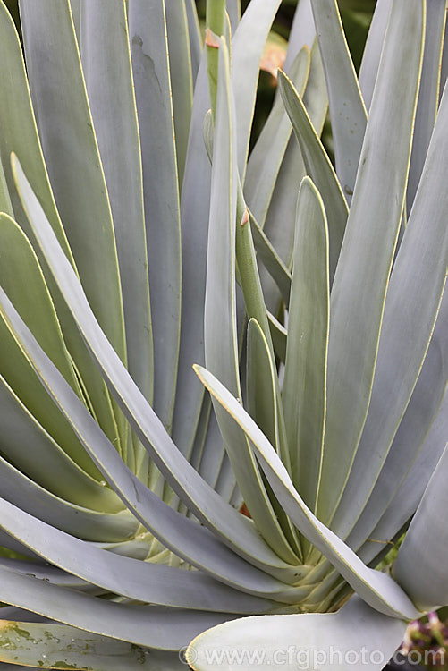 The foliage sprays of Fan Aloe (<i>Aloe plicatilis</i>), a winter-flowering, woody-based, succulent perennial native to the Cape. Province of South Africa. The arrangement of the 30-40cm long leaves is very distinctive. The leaf colour ranges from light green to the strongly silver-grey tone shown here. Order: Asparagales, Family: Asphodelaceae