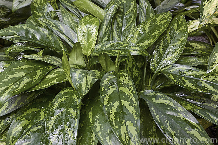 <i>Aglaonema</i> 'Compact Maria', one of the many variegated aglaonema hybrids, which are usually seen cultivated as house plants. It is a very adaptable indoor plant and thrives in poor light. Order: Alismatales, Family: Araceae