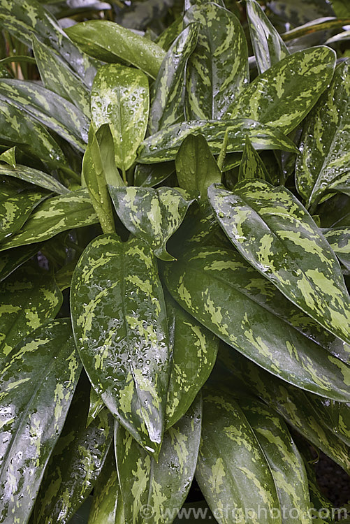 <i>Aglaonema</i> 'Compact Maria', one of the many variegated aglaonema hybrids, which are usually seen cultivated as house plants. It is a very adaptable indoor plant and thrives in poor light. Order: Alismatales, Family: Araceae