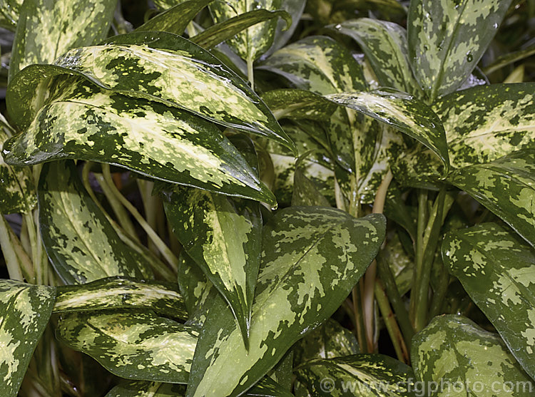 <i>Aglaonema commutatum</i> 'Pseudobracteatum', a variegated cultivar of a species from the Philippines and eastern Indonesia. It has especially large leaves, though its variegations are not a strong as those of some other cultivars. It is usually seen cultivated as house plants, for which purpose it is very adaptable and thrives in poor light. Order: Alismatales, Family: Araceae